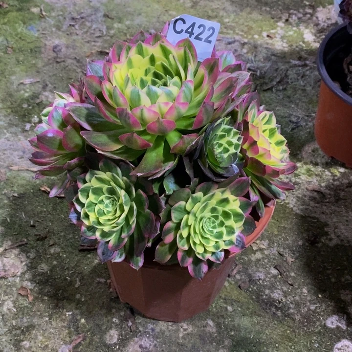 海王多肉植物422