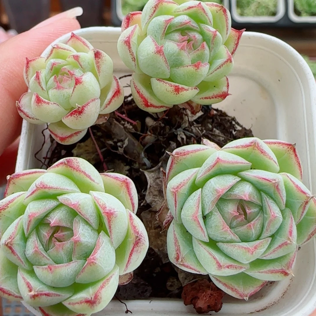 花语逸镜0923-111整