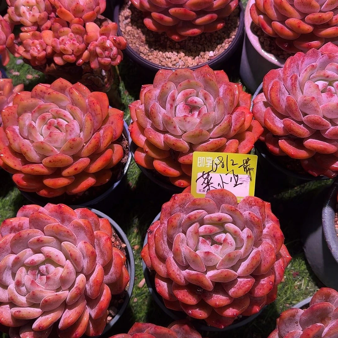 菜***巫橙梦露大单头一组带盆