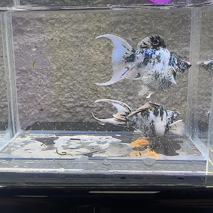 黑玛丽鱼水墨玛丽。32号