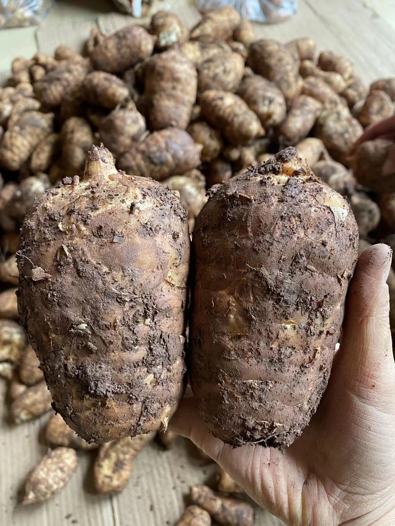 云南昭通小草坝新鲜野生种植乌天麻产地直发
