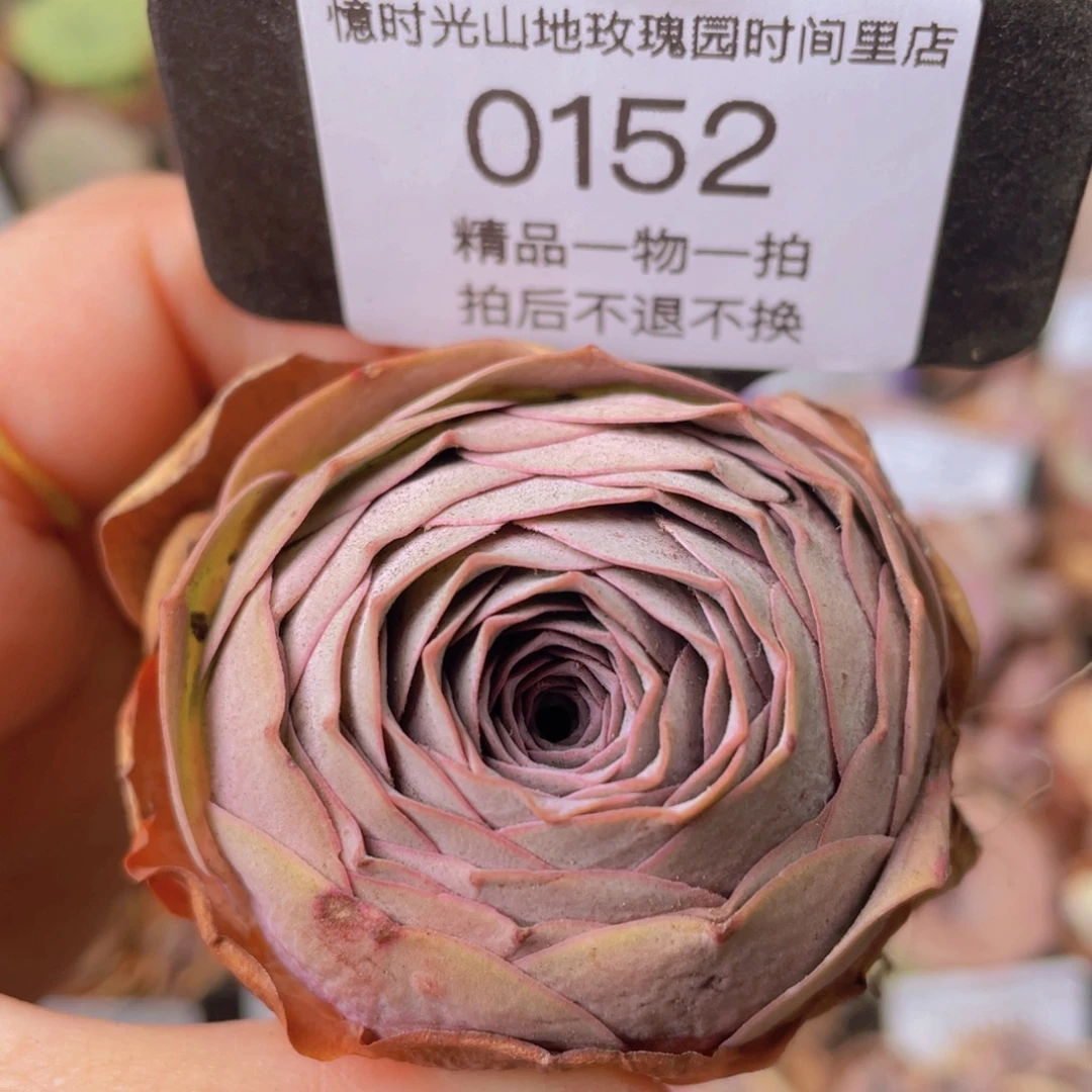 山地玫瑰0152裸根发货断枝不包损