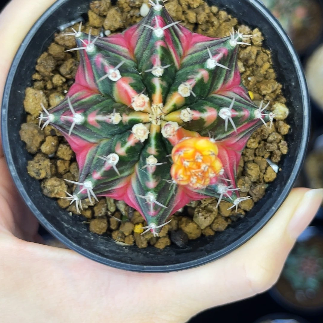 米哈 一物一拍 脱土