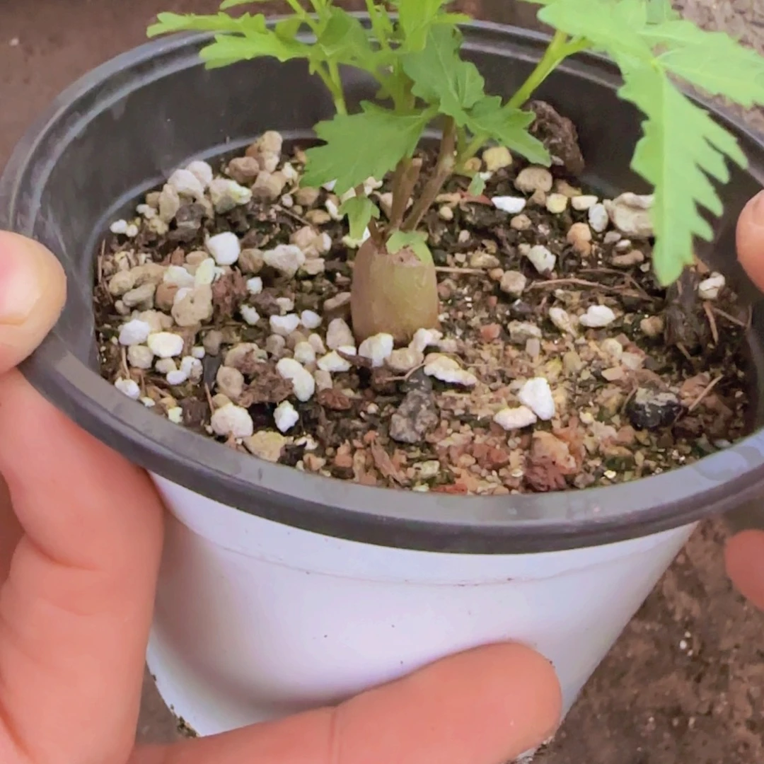 ****鱼块根植物块根植物