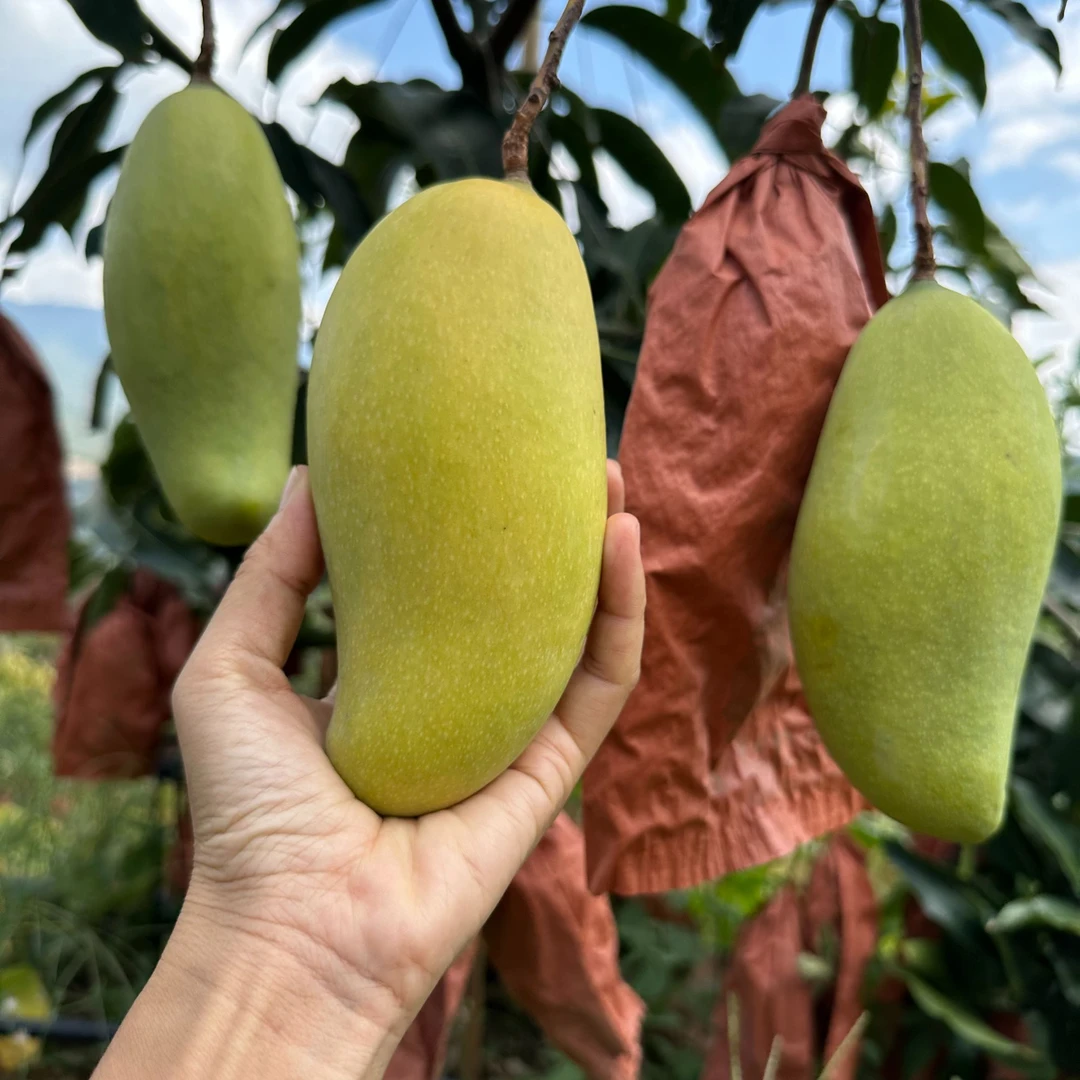 云南特产晚熟芒超甜蜜软糯 秋月晚芒应季水果