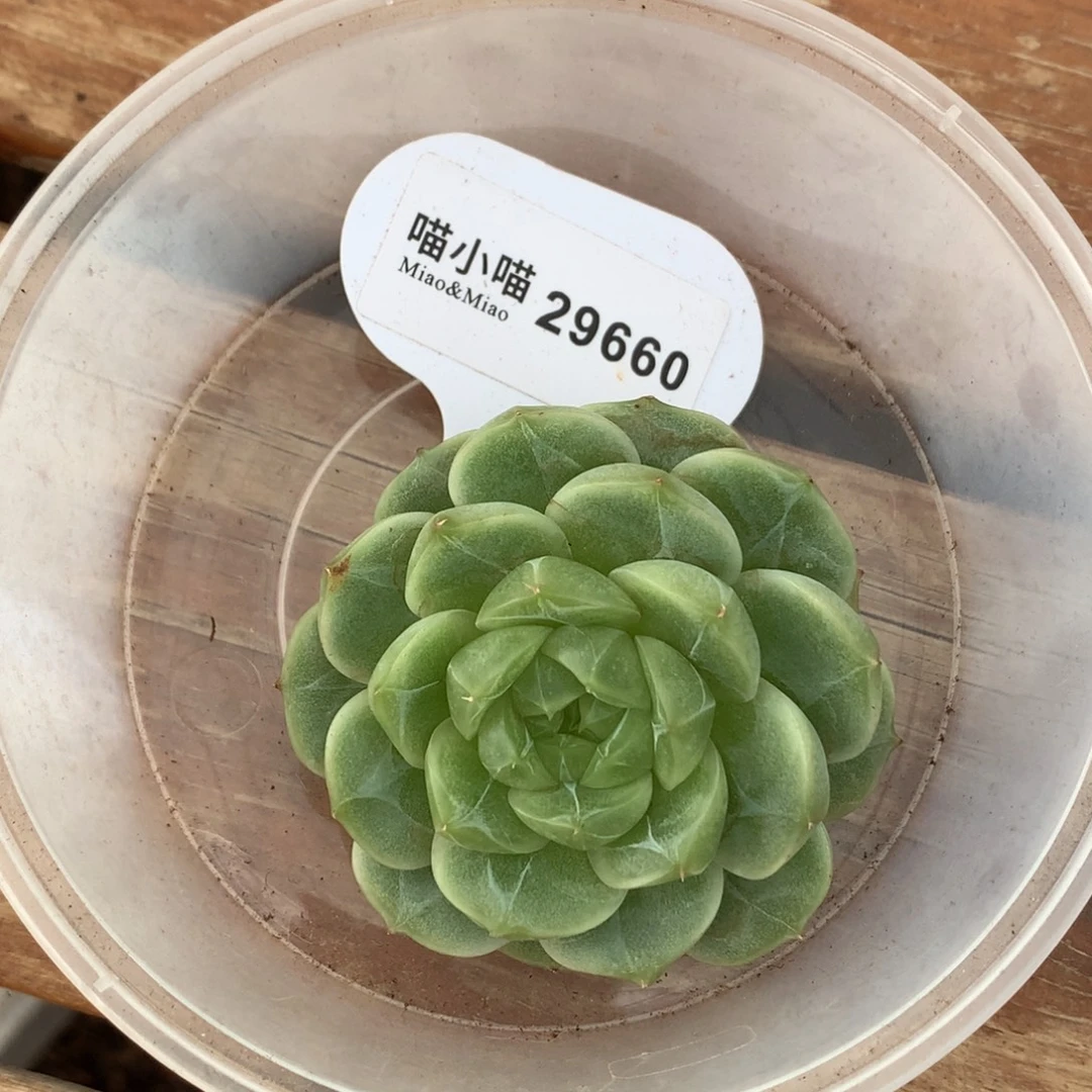多***者多肉植物杂交珍妮