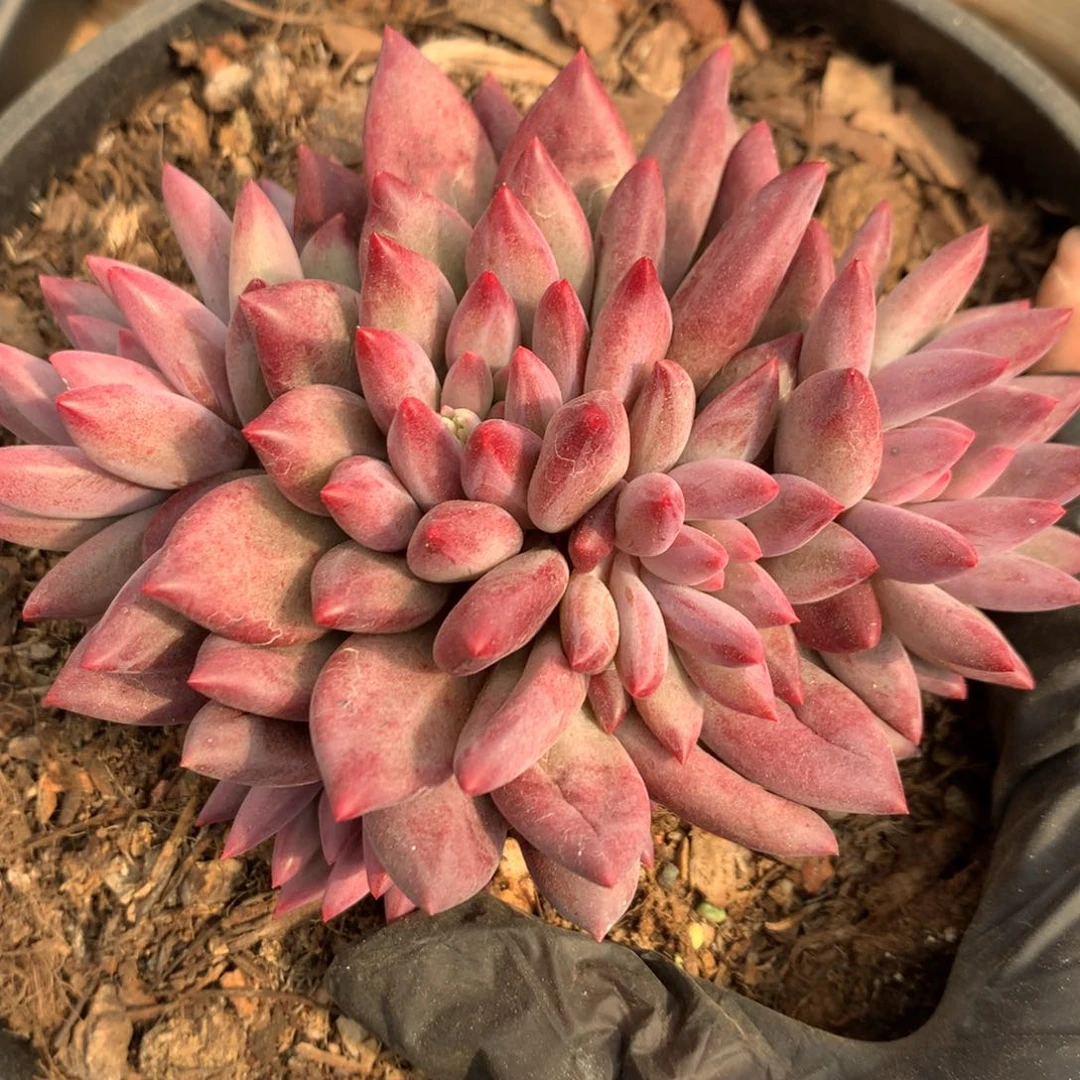 用****6A893多肉、售后范围7天内