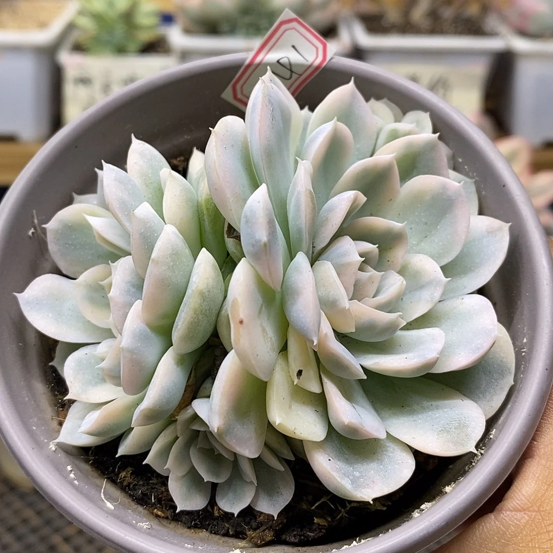 2841 雪球锦 4 头
