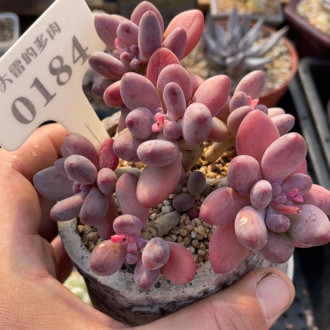 0184苹果奶不带盆11厘米