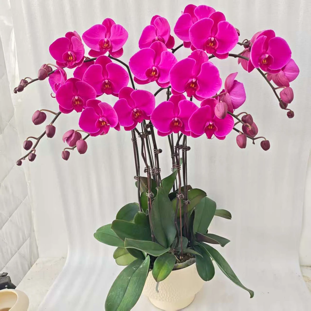 【大辣椒】蝴蝶兰室内种植观赏送礼带花发货