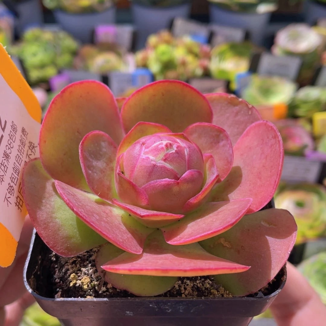 浣纱福利422一物一拍