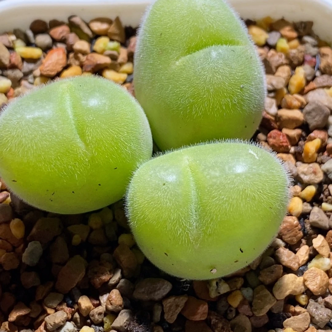 哟***猴9长毛翠大年份福利