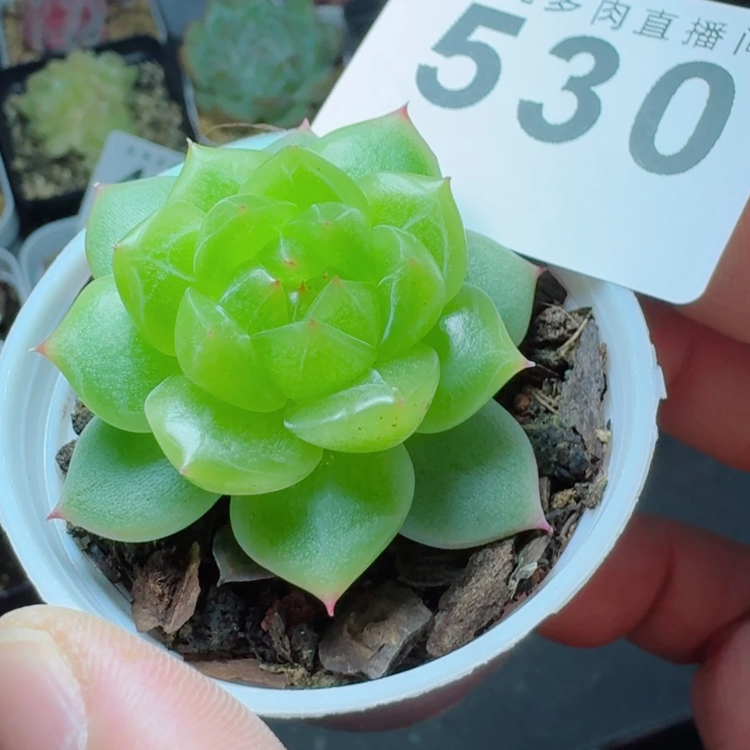 微梦珍妮            精美多肉植物