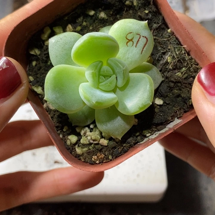 上盆甜心877一个多肉