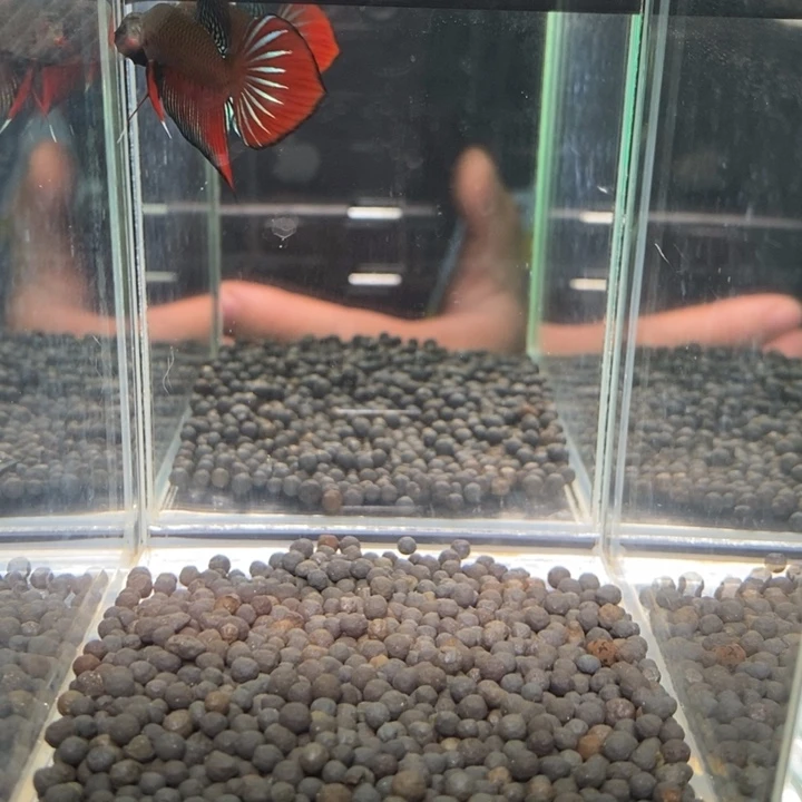 斗鱼泰国斗鱼直播20号