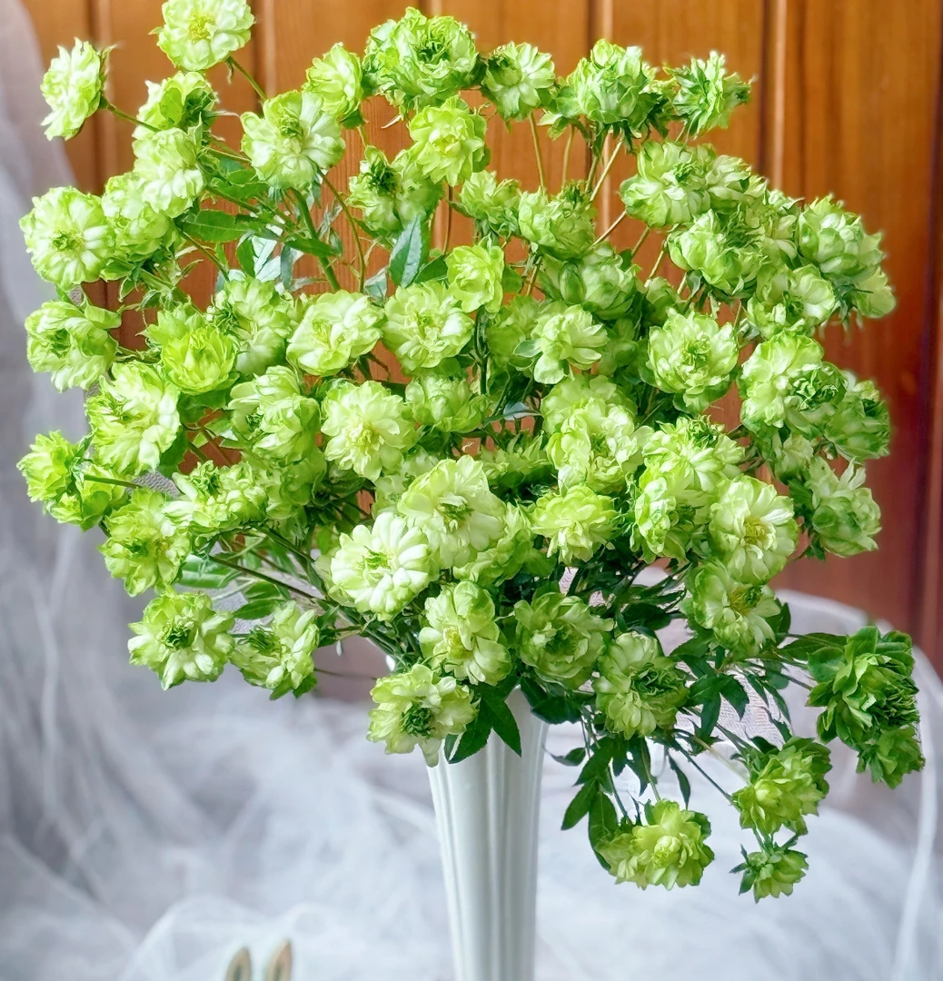 酿植品牌基地【绿闪电玫瑰10支】（10%不售后）