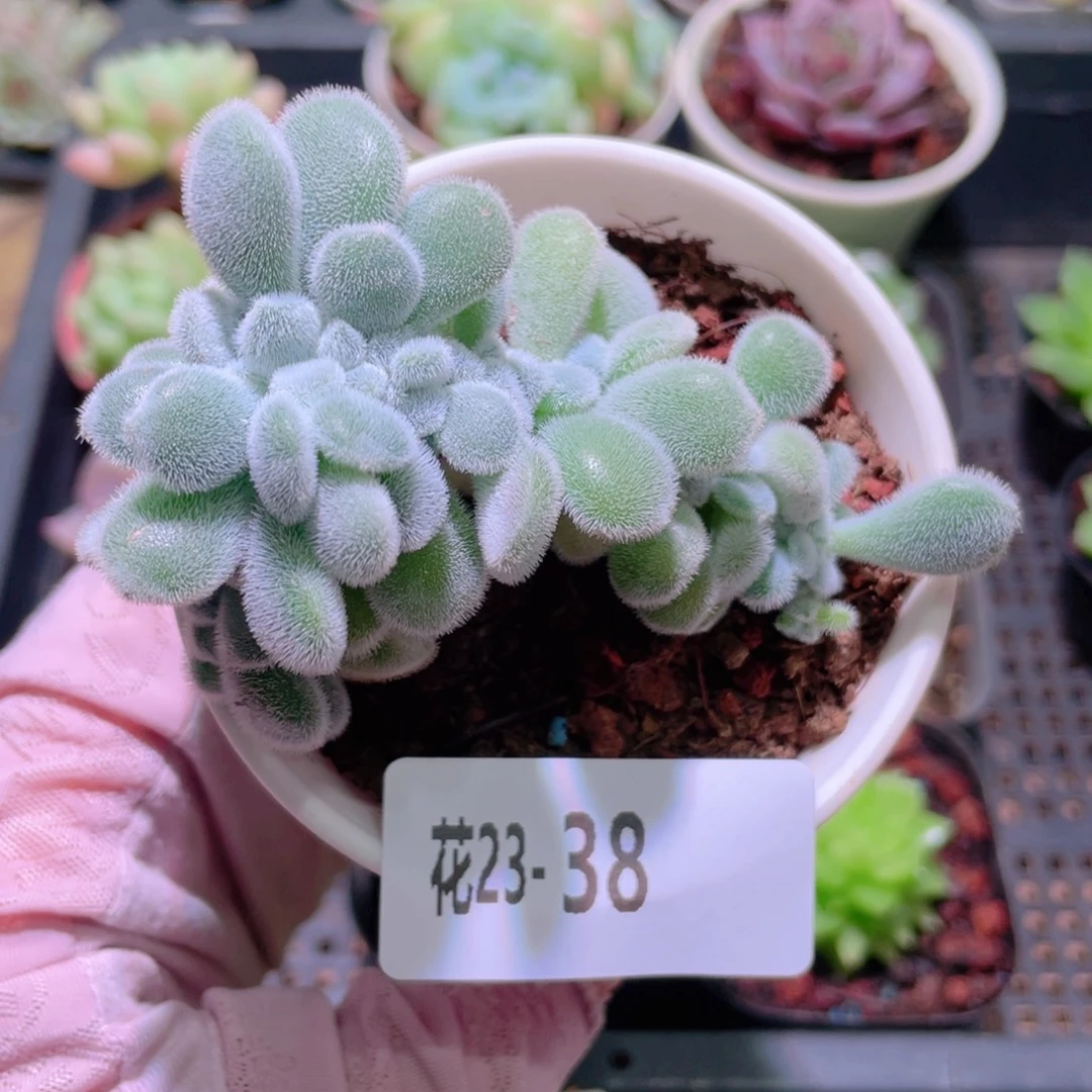 花利美23-38雪晃星缀化