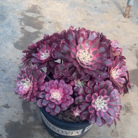 红桐白多肉植物029