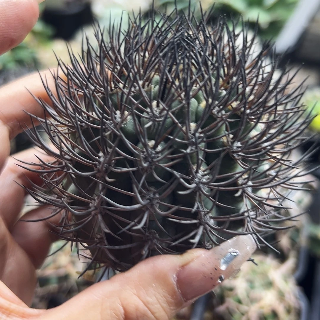 碳黑刺逆豹有根仙人球