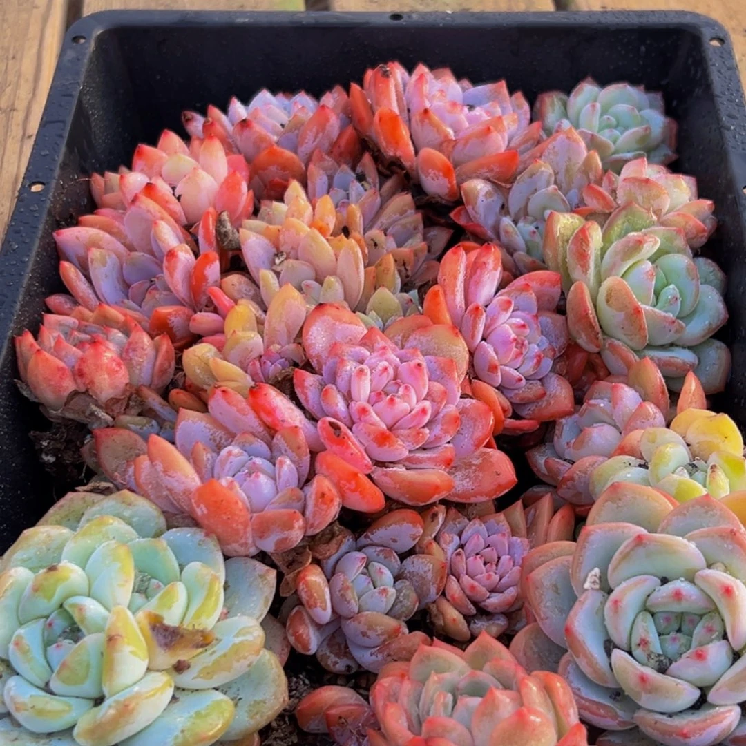 786的最后几天了啊呜呜我