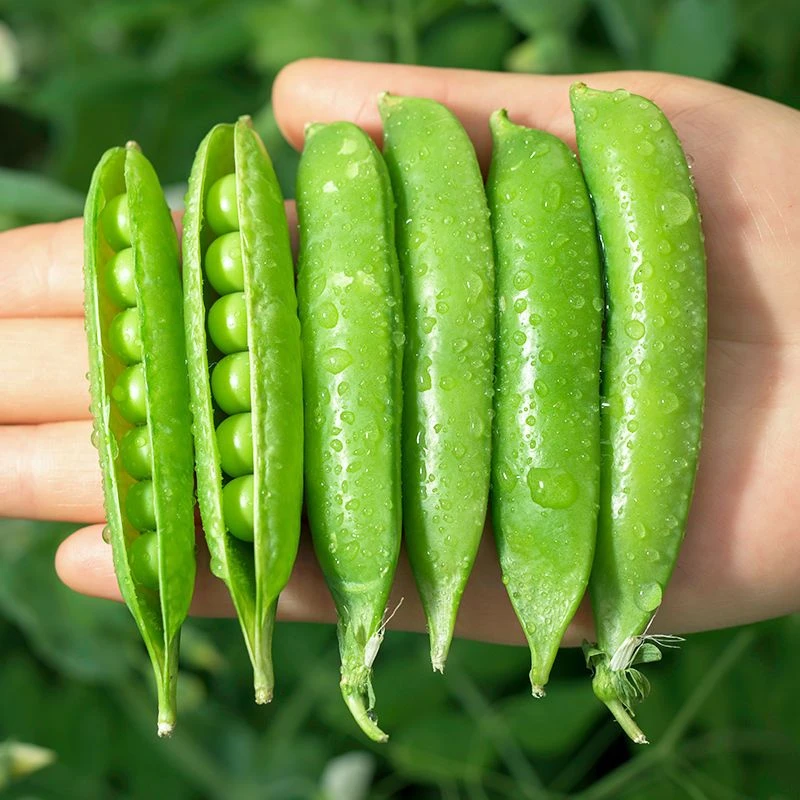 【现摘】云南新鲜带壳豌豆豌豆荚高山农家蔬菜当季整箱