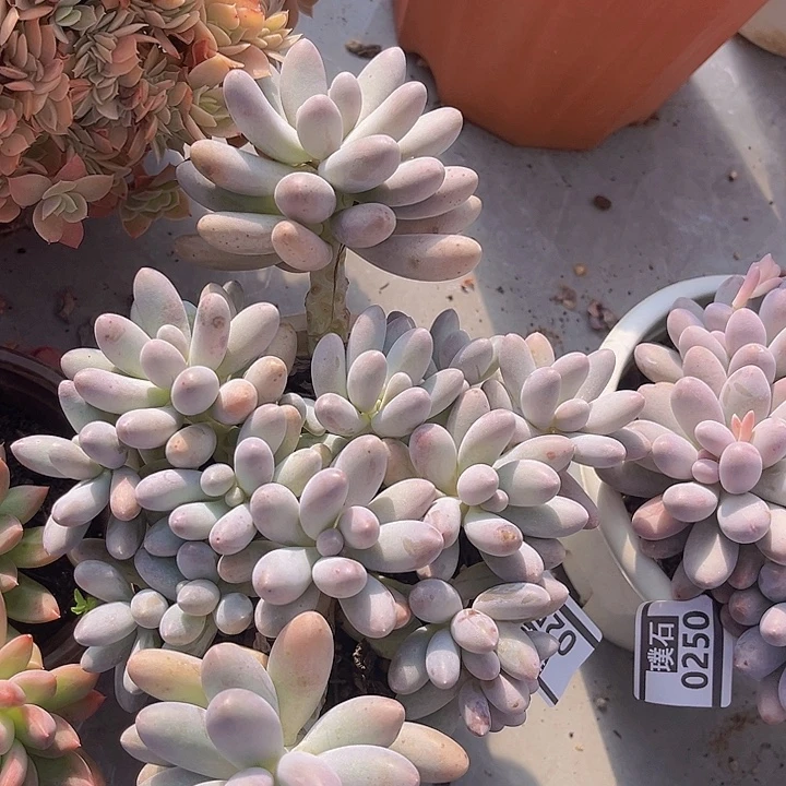 汤圆0251多肉植物
