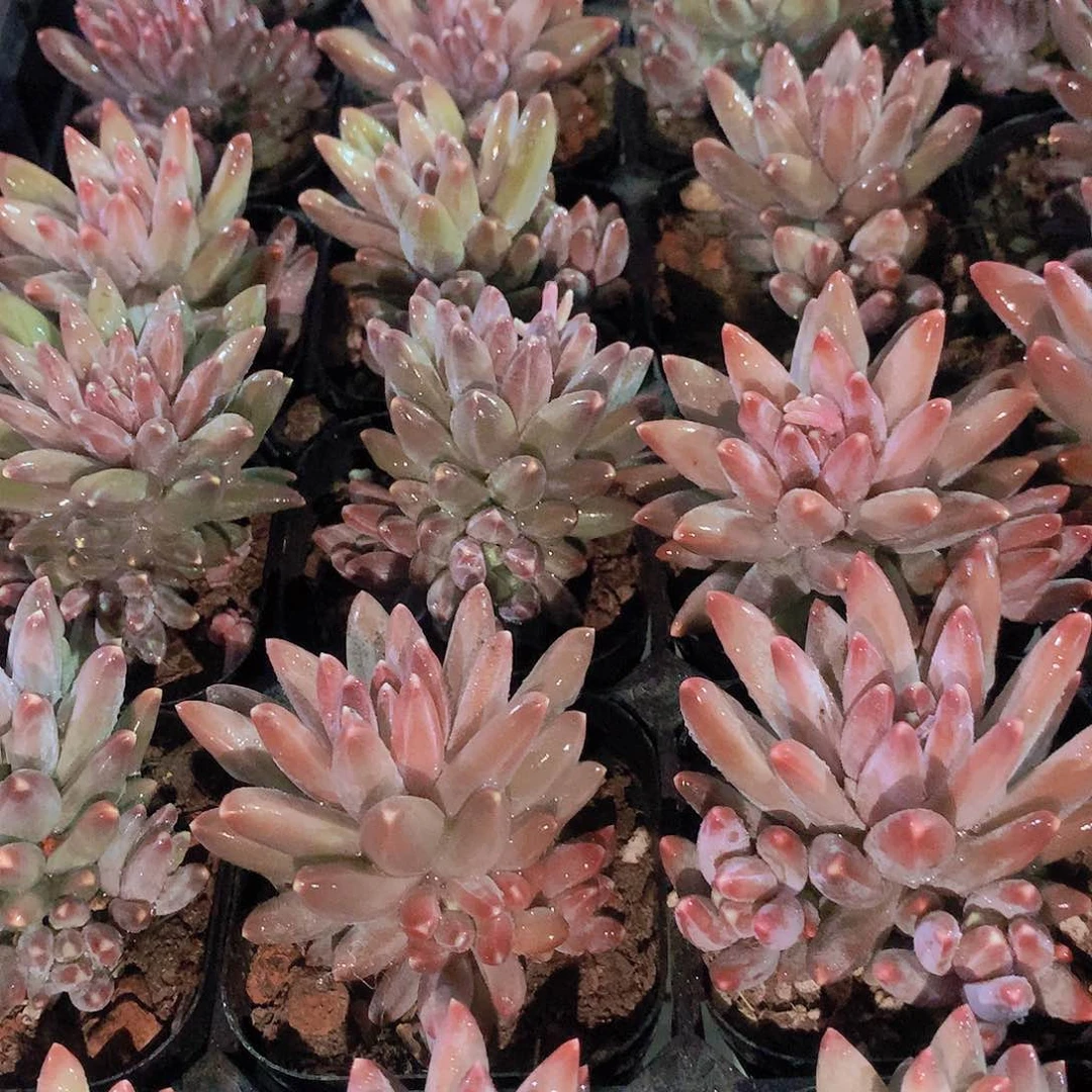 乌拉克拉3467899090000