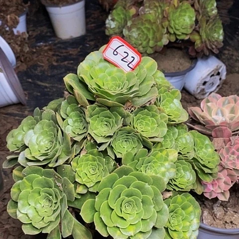 翡翠琉璃老桩捧花622号