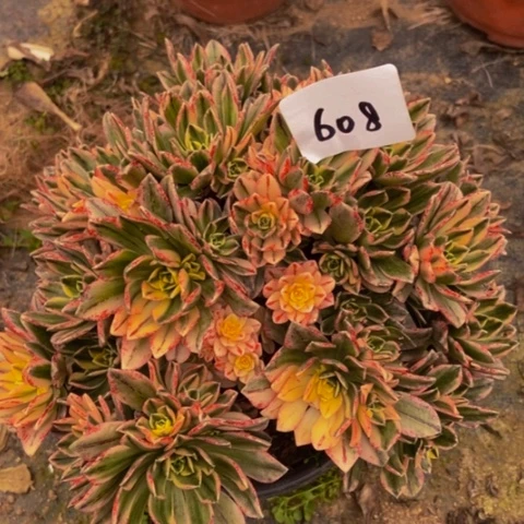 甜茶多肉植物608多肉