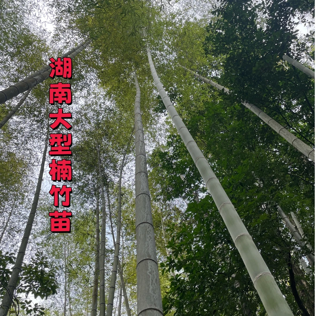 湖南大型楠竹苗现挖毛竹苗户外庭院竹苗四季常绿竹可食用笋竹苗