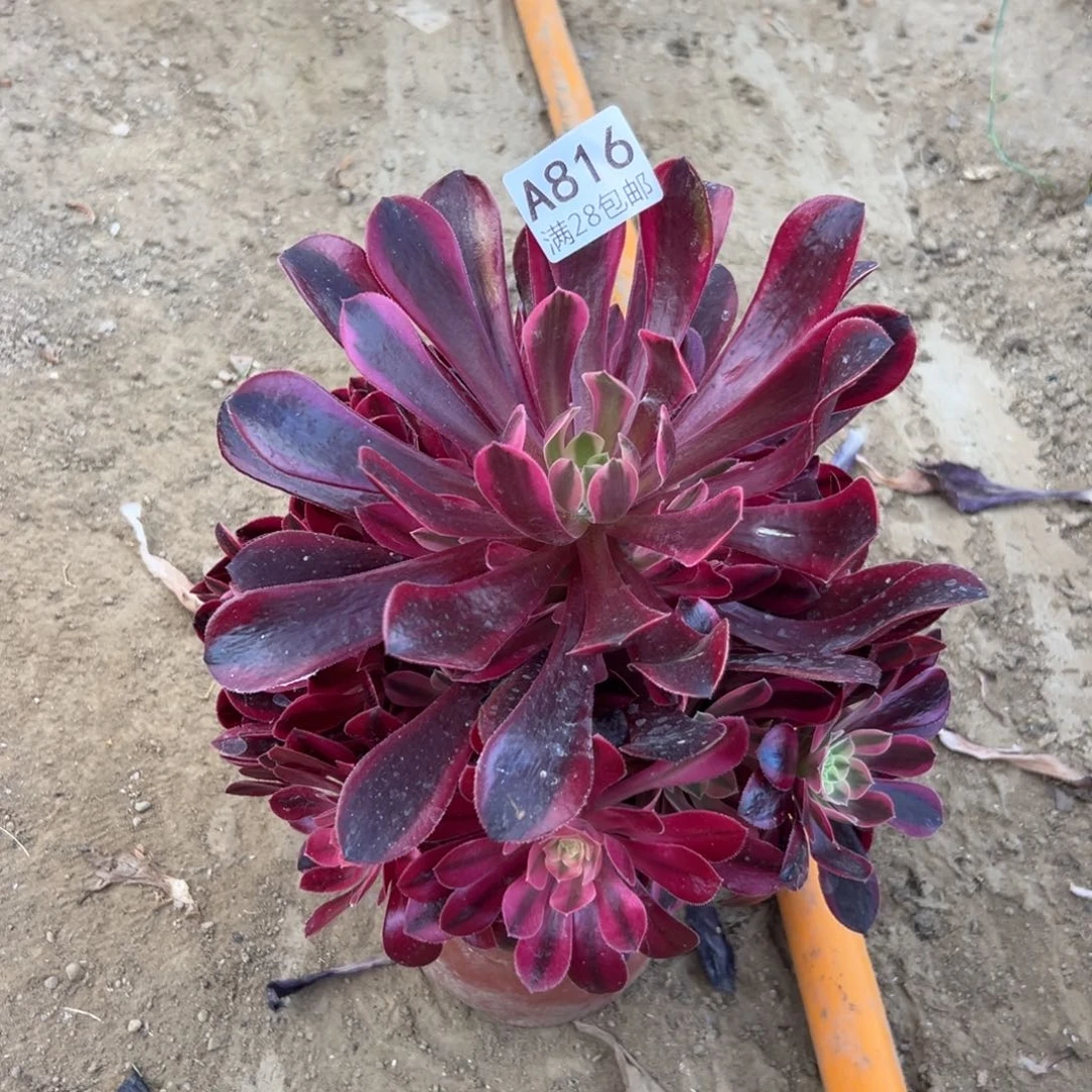 816多肉    美杜莎