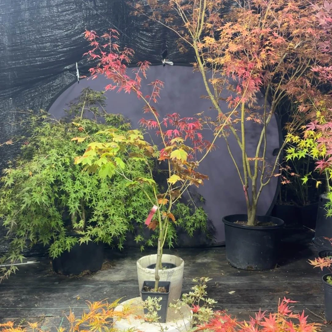 无花朵丑之爪枫树