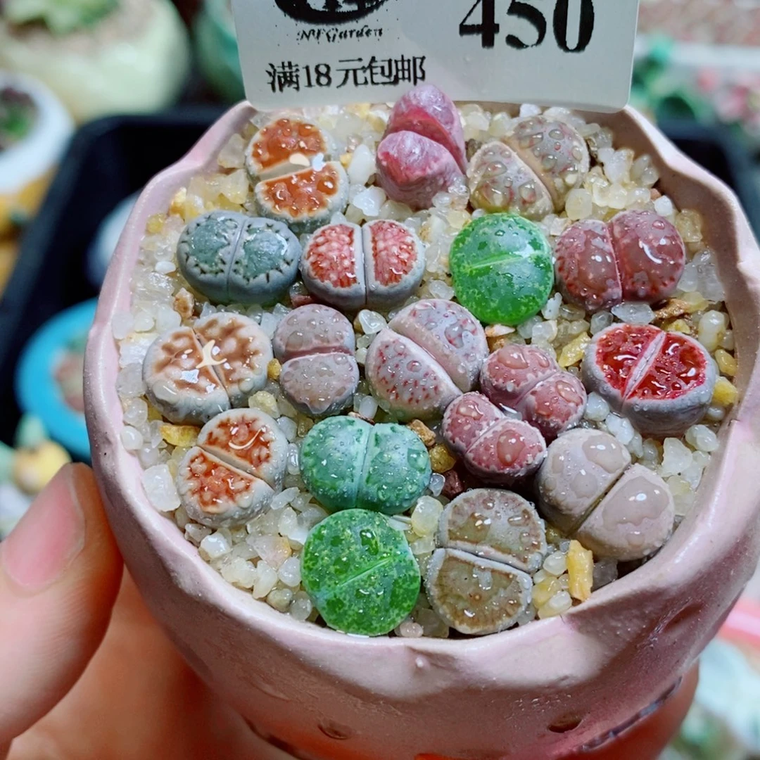 生石花花花花花花花450