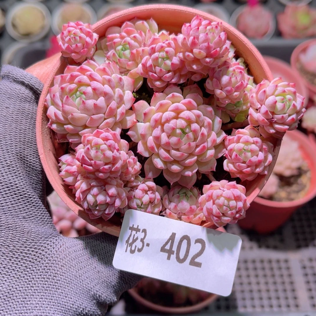 花03-402小粉莓群生