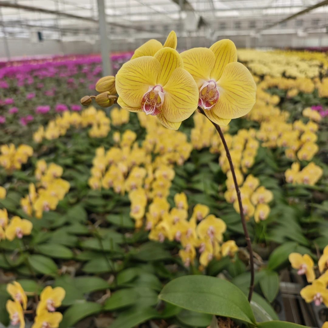 【西西家】D43甜橙蝴蝶兰3.0+（新老客户请注意：不售后，下单谨慎）