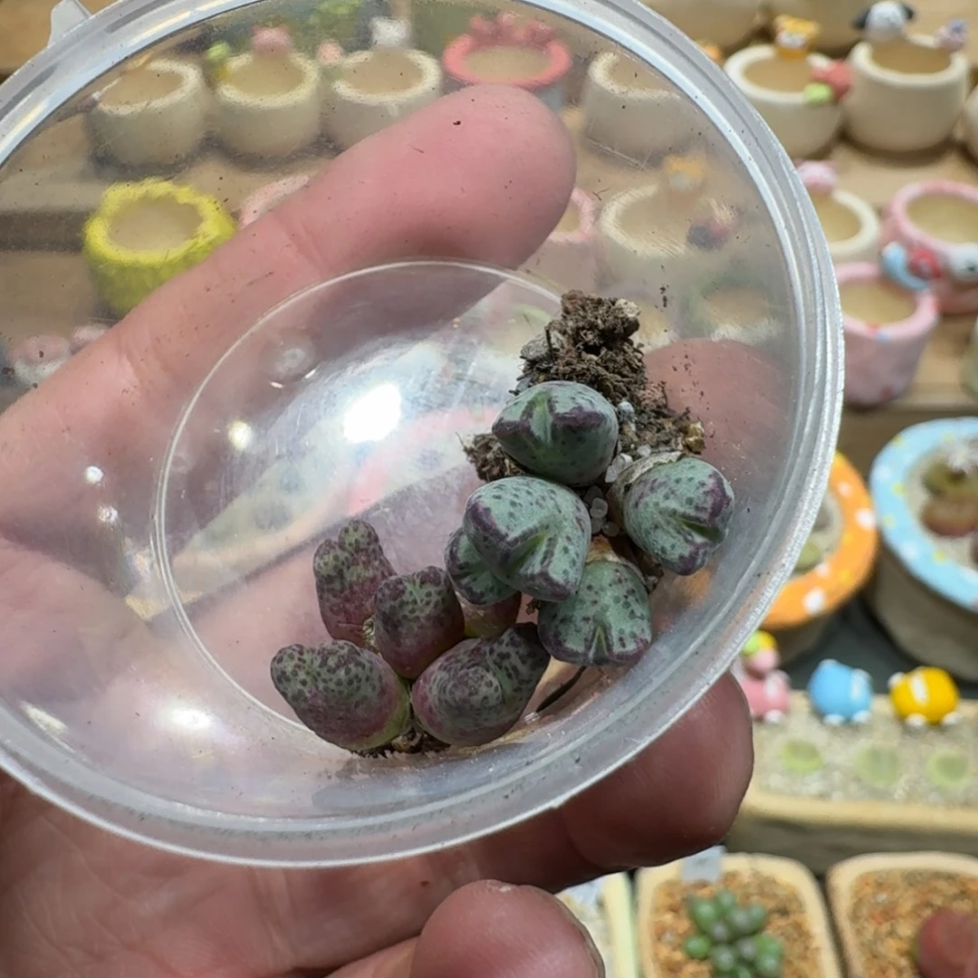 煮***茶蘑菇1228花花花花花