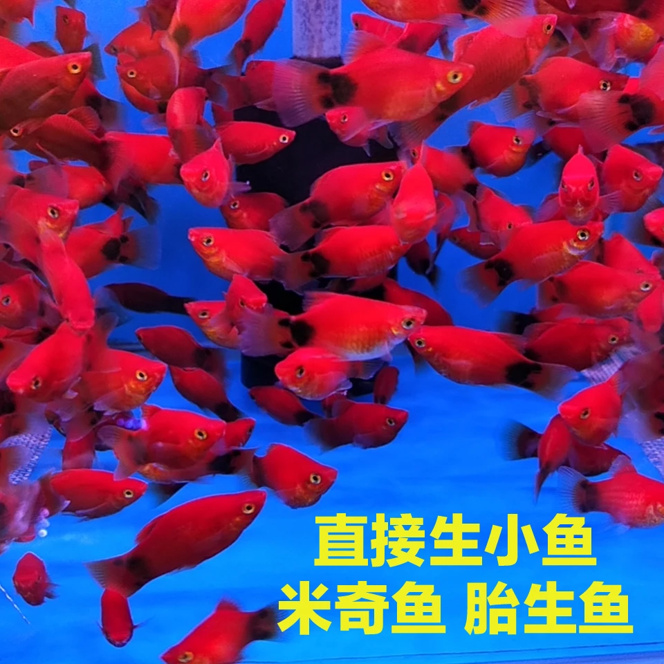 【30条米奇鱼】淡水鱼米奇鱼繁殖胎生鱼热带鱼淡水观赏鱼怀孕鱼下崽
