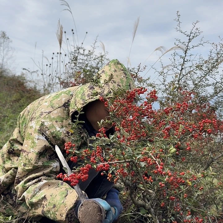 曾***作无花朵野生火棘一颗1号