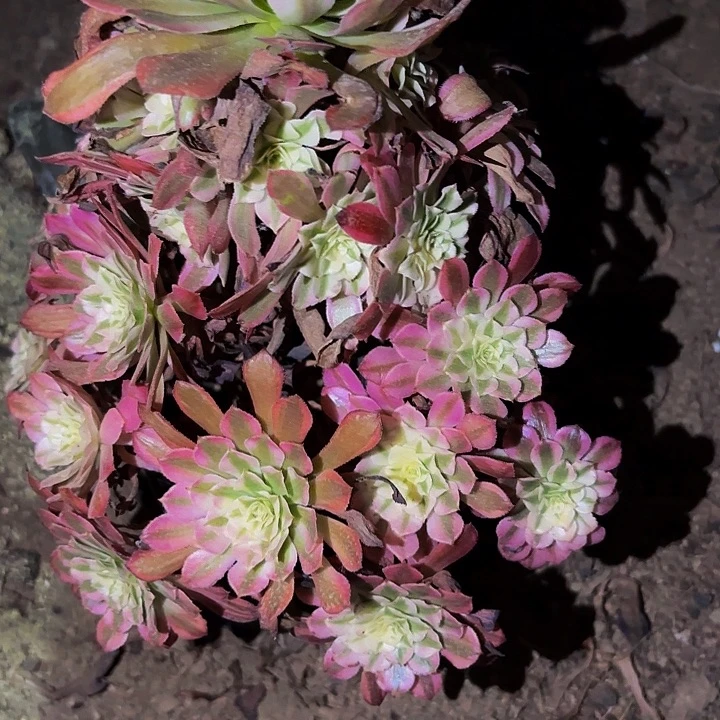 788粉铜多肉植物不售后