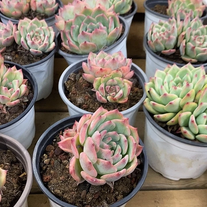 双头AK玛丽亚福利