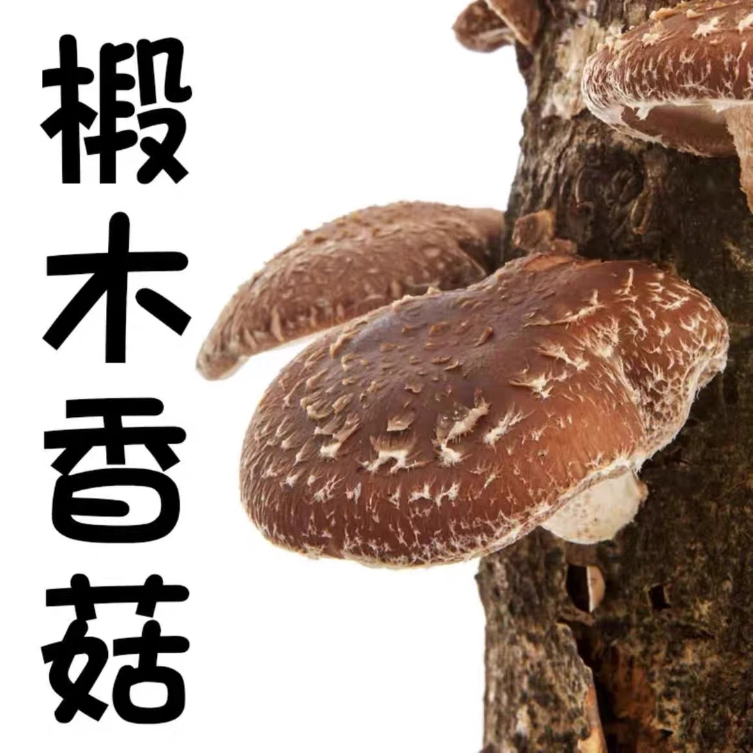 2024庆元干货（椴木香菇）又香又滑又嫩、大山里美味重量500g