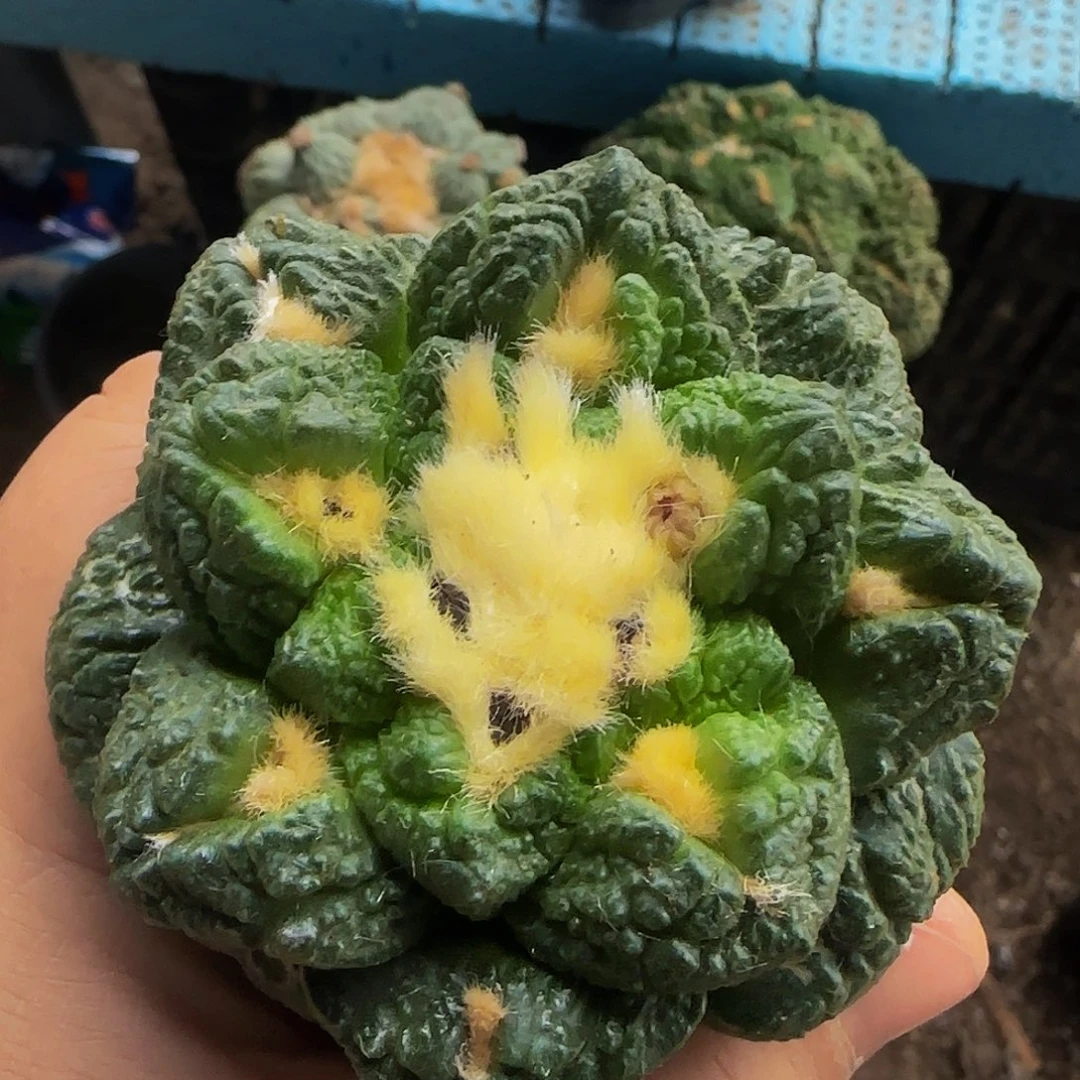 割尤龟甲771仙人球开花