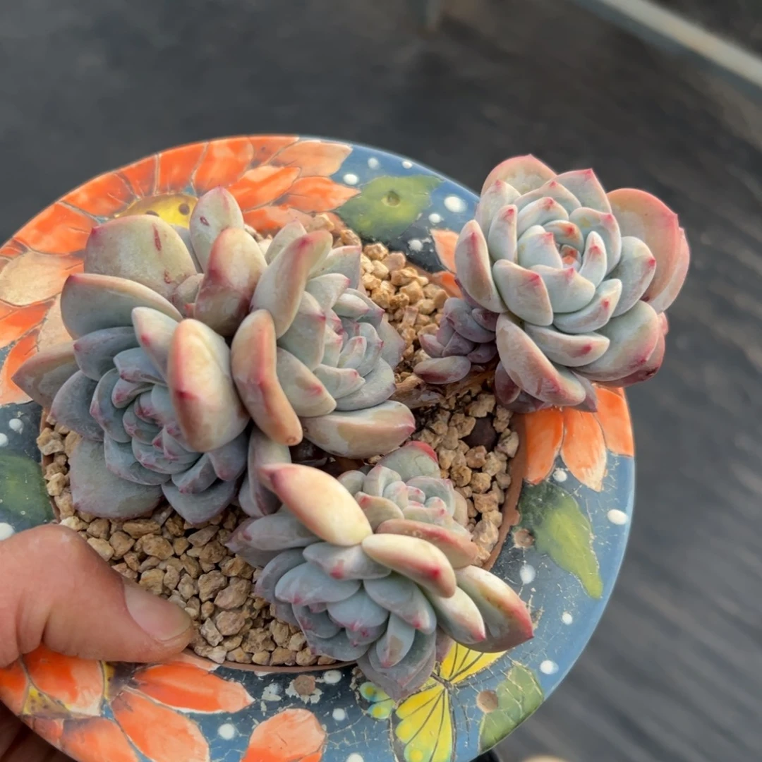 新年快乐 新年快乐