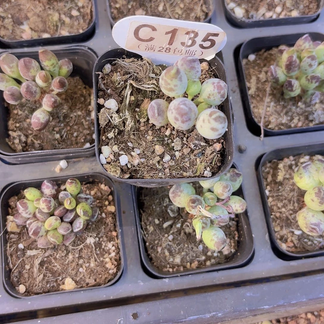 C135鼓吹一物一拍