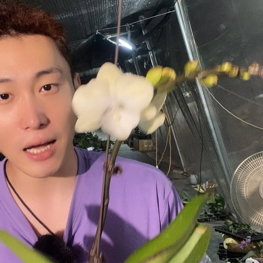 无花朵绿野仙踪蝴蝶兰