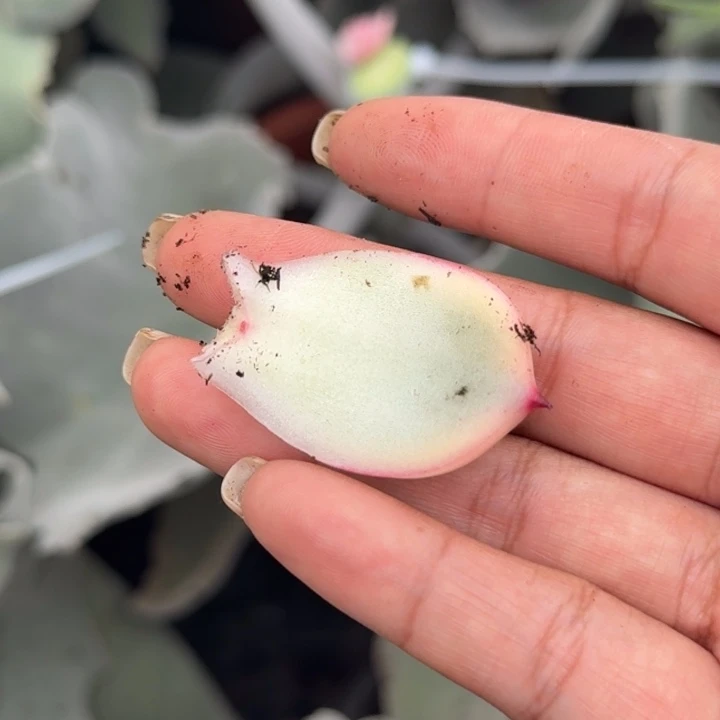 母本8000块的皮蛋锦