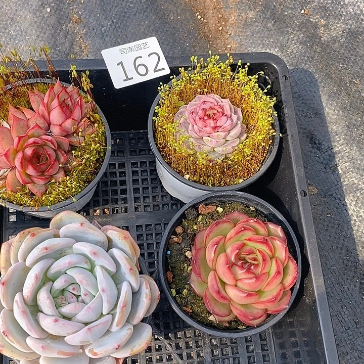 164 多肉植物盆栽花卉盆栽