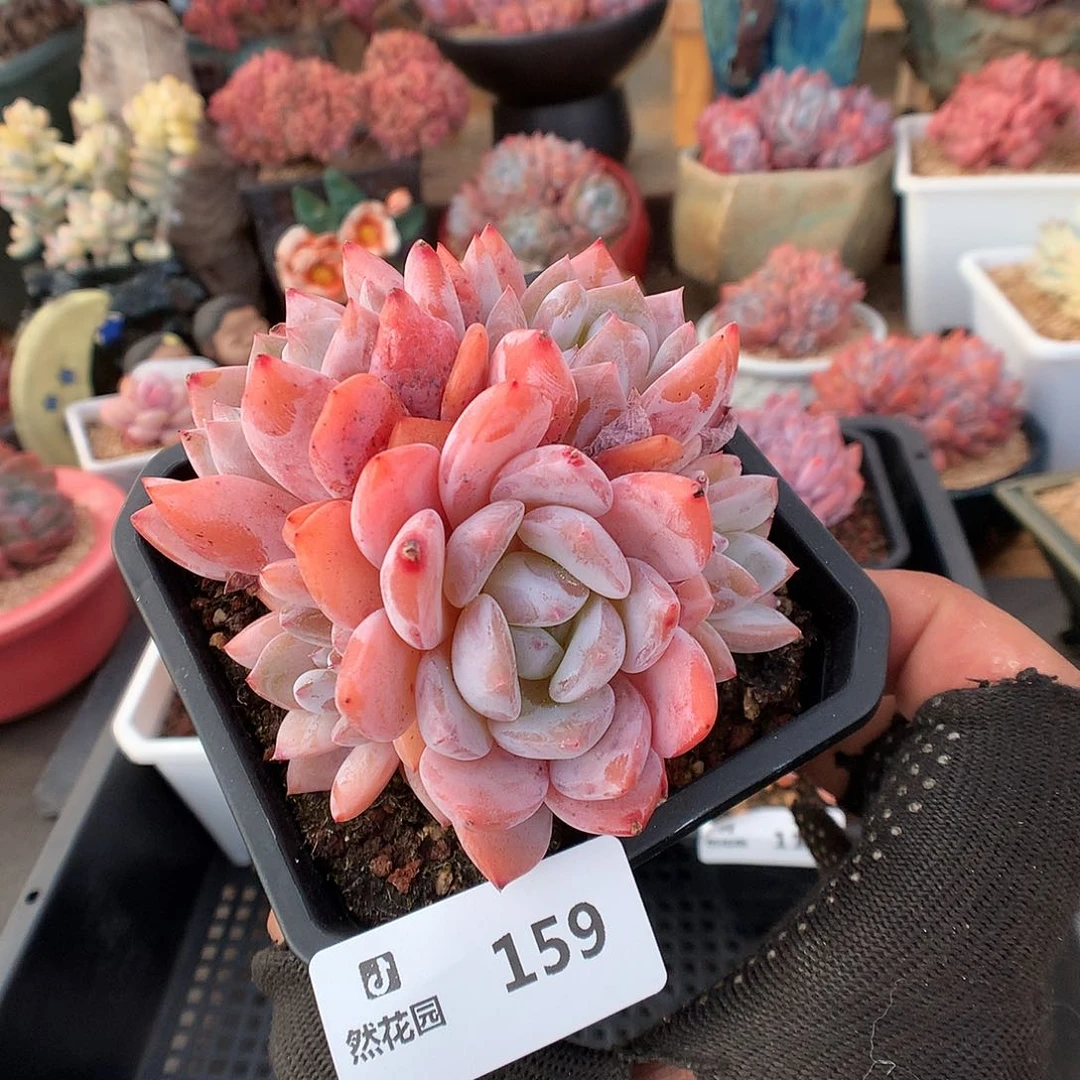 159雪天使多肉植物6666