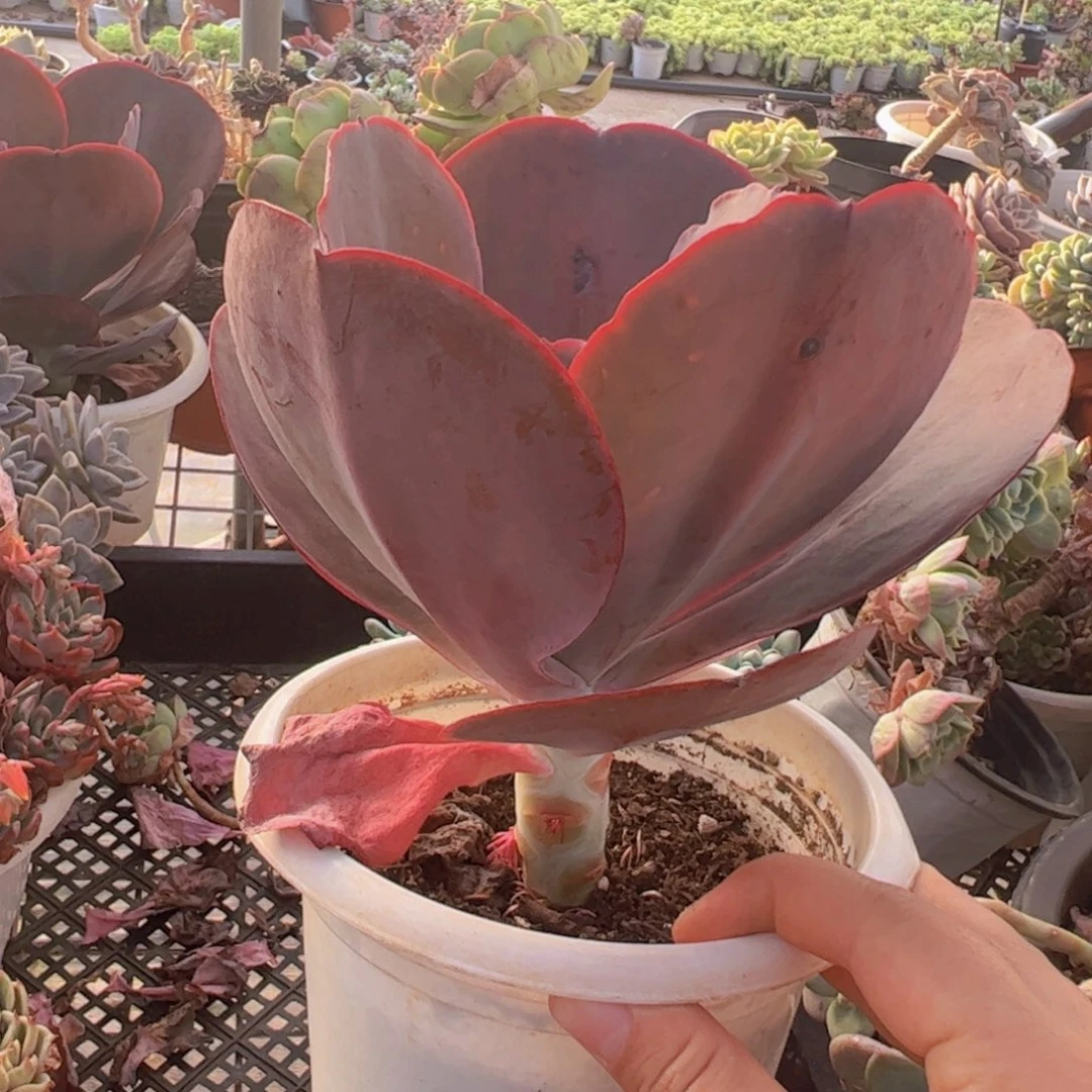 天空之城大单头老桩