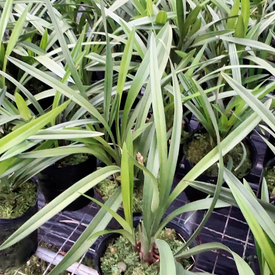 完全开放建兰七彩玲珑